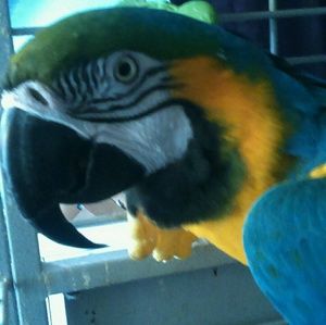 Meet your Posher, Gustavo